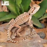 Baby Genetic Stripe Leatherback Bearded Dragon For Sale - Underground Reptiles