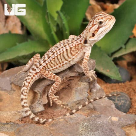 Baby Genetic Stripe Leatherback Bearded Dragon For Sale - Underground Reptiles