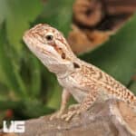 Baby Genetic Stripe Leatherback Bearded Dragon For Sale - Underground Reptiles