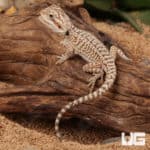 Baby Genetic Stripe Leatherback Bearded Dragon For Sale - Underground Reptiles