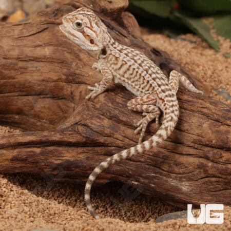 Baby Genetic Stripe Leatherback Bearded Dragon For Sale - Underground Reptiles