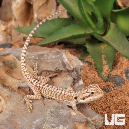 Baby Genetic Stripe Leatherback Bearded Dragon For Sale - Underground Reptiles