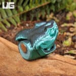 3D Printed Reptiles & Inverts – A New Dimension of Nature’s Wonders!