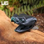 3D Printed Reptiles & Inverts – A New Dimension of Nature’s Wonders!