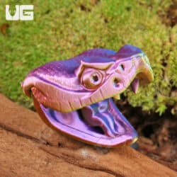 3D Printed Reptiles & Inverts – A New Dimension of Nature’s Wonders!