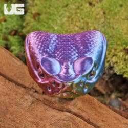 3D Printed Reptiles & Inverts – A New Dimension of Nature’s Wonders!