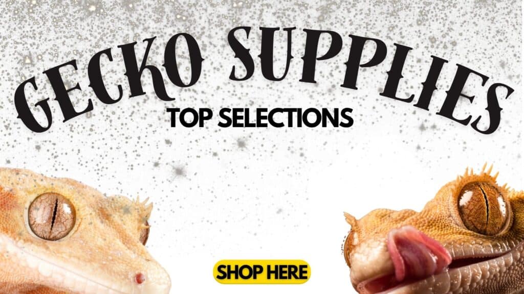 Gecko Supplies