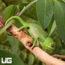 Baby Veiled Chameleons For Sale - Underground Reptiles