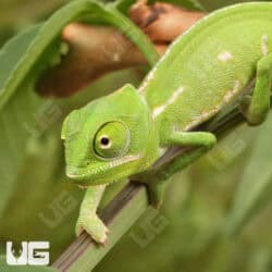 Baby Veiled Chameleons For Sale - Underground Reptiles