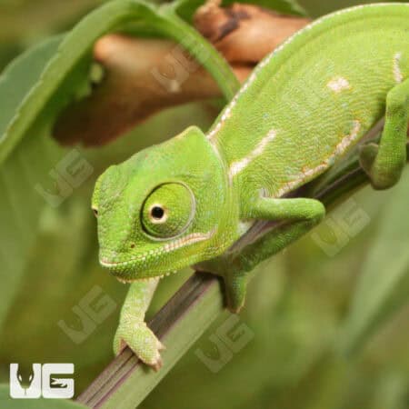 Baby Veiled Chameleons For Sale - Underground Reptiles