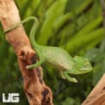 Baby Veiled Chameleons For Sale - Underground Reptiles
