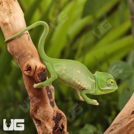 Baby Veiled Chameleons For Sale - Underground Reptiles