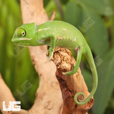 Baby Veiled Chameleons For Sale - Underground Reptiles