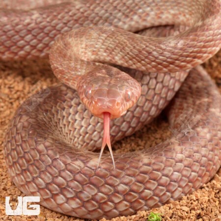 Egyptian Cat Eye Snake For Sale - Underground Reptiles