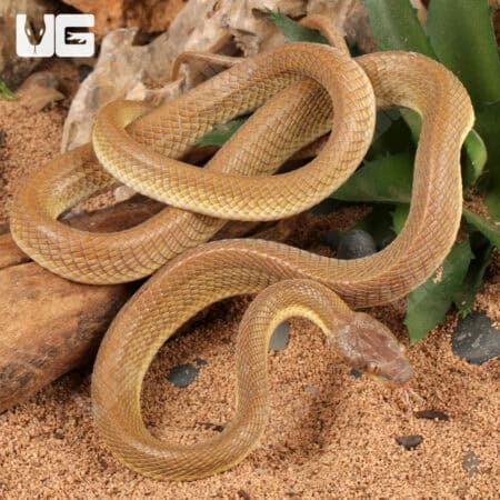 Egyptian Cat Eye Snake For Sale - Underground Reptiles
