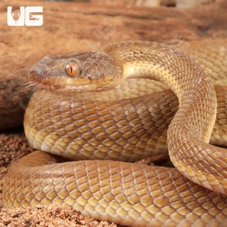 Egyptian Cat Eye Snake For Sale - Underground Reptiles