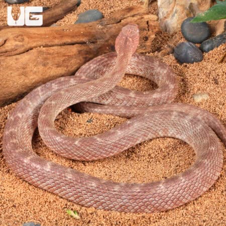 Egyptian Cat Eye Snake For Sale - Underground Reptiles