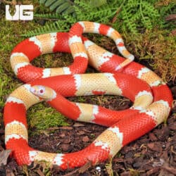 Albino Honduran Milksnake for sale - Underground Reptiles