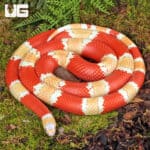 ug_Albino_Honduran_Milksnake_2 Albino Honduran Milksnake for sale - Underground Reptiles