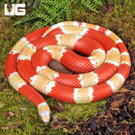 Albino Honduran Milksnake for sale - Underground Reptiles