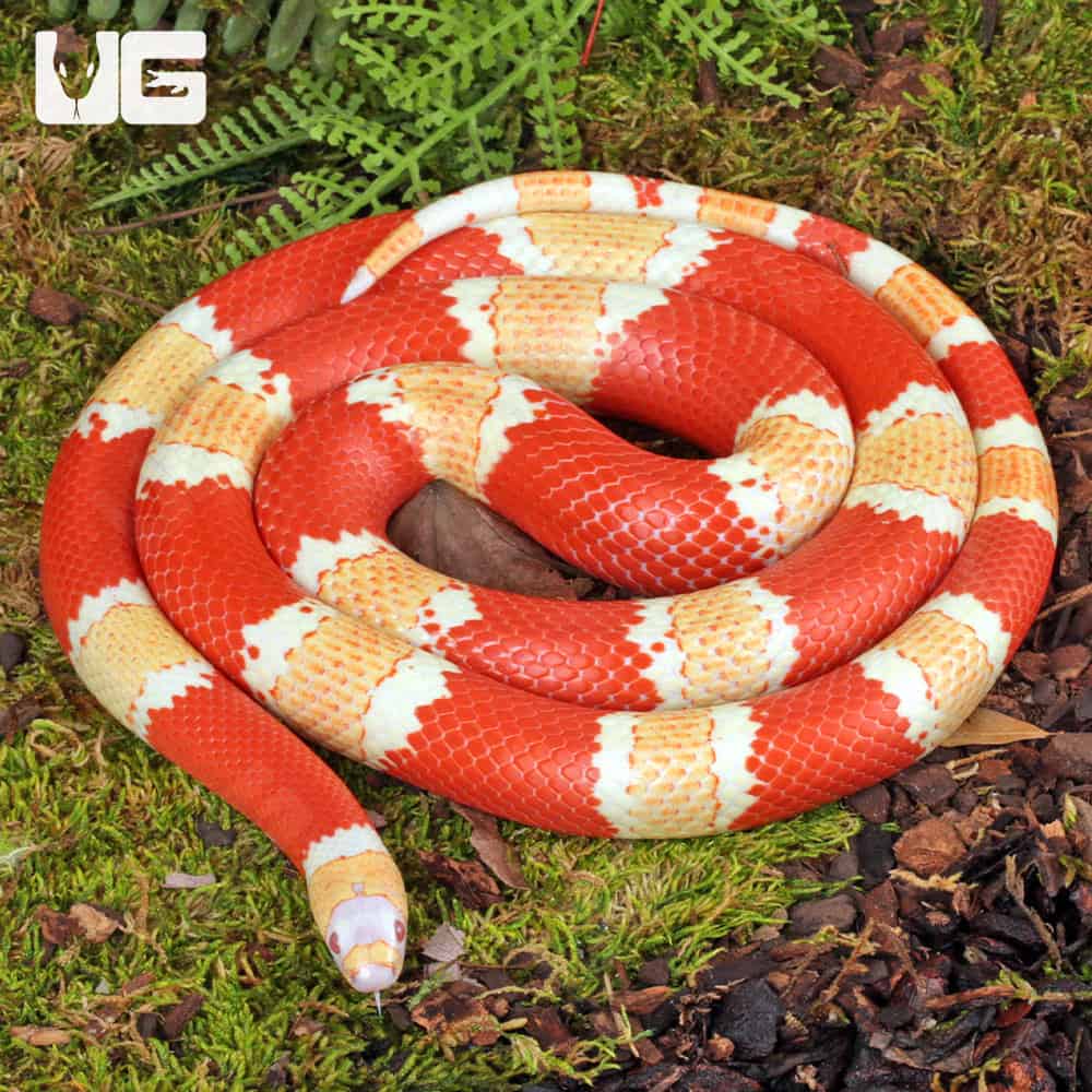 ug_Albino_Honduran_Milksnake_2 Albino Honduran Milksnake for sale - Underground Reptiles