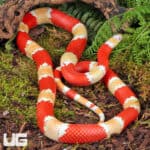 ug_Albino_Honduran_Milksnake_3 Albino Honduran Milksnake for sale - Underground Reptiles