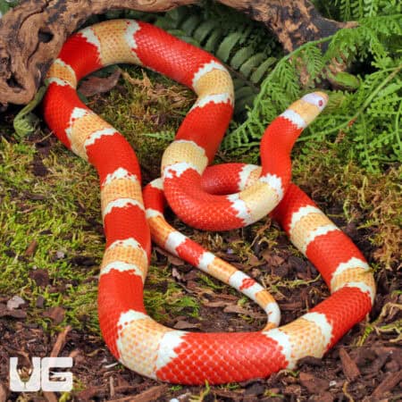 Albino Honduran Milksnake for sale - Underground Reptiles