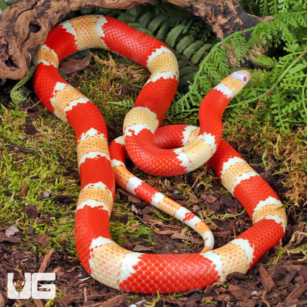 ug_Albino_Honduran_Milksnake_3 Albino Honduran Milksnake for sale - Underground Reptiles