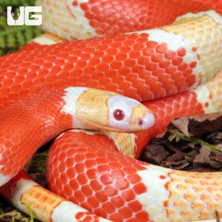 Albino Honduran Milksnake for sale - Underground Reptiles
