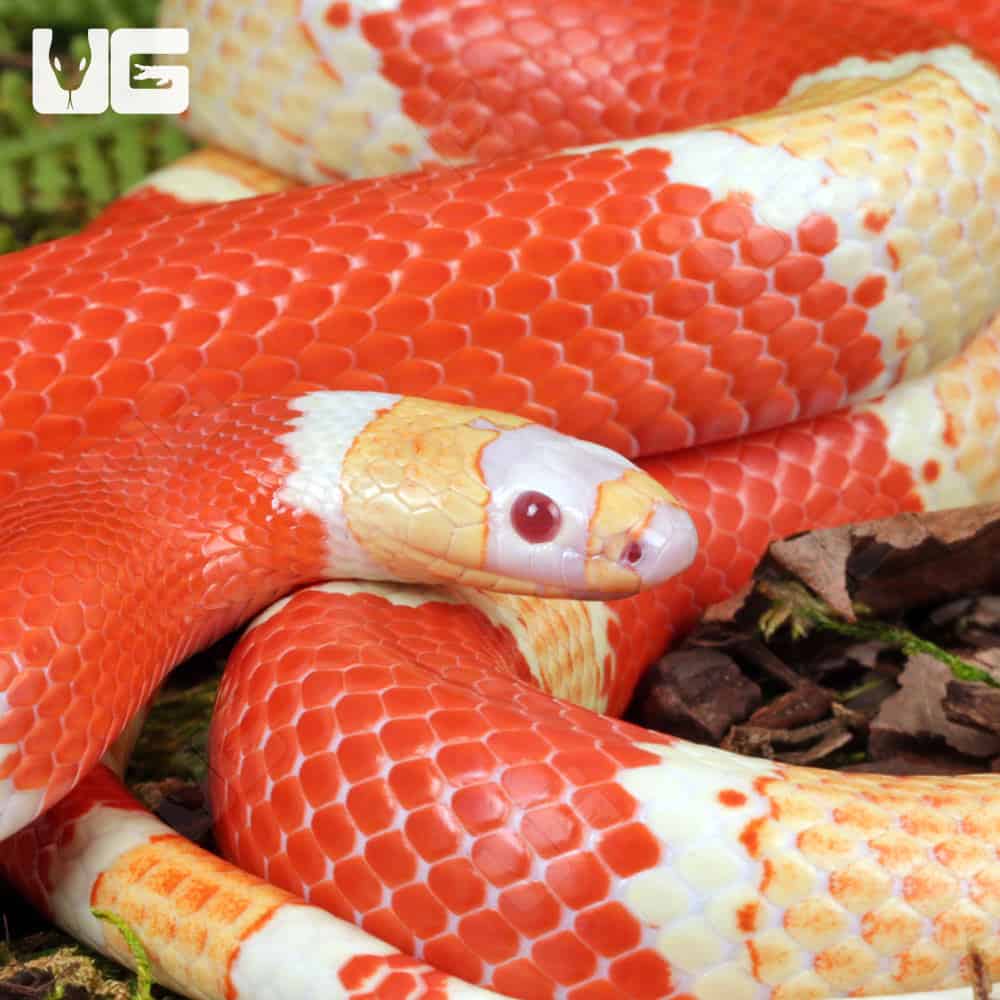 ug_Albino_Honduran_Milksnake_5 Albino Honduran Milksnake for sale - Underground Reptiles
