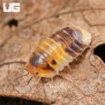 Amber Panda Isopods (Cubaris sp “Amber”) For Sale - Underground Reptiles