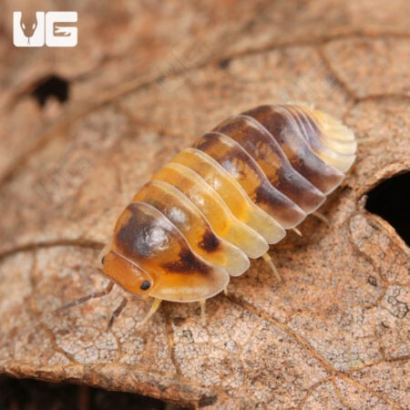 Amber Panda Isopods (Cubaris sp “Amber”) For Sale - Underground Reptiles