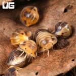 Amber Panda Isopods (Cubaris sp “Amber”) For Sale - Underground Reptiles