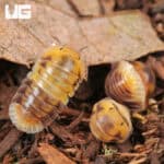 Amber Panda Isopods (Cubaris sp “Amber”) For Sale - Underground Reptiles