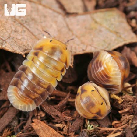 Amber Panda Isopods (Cubaris sp “Amber”) For Sale - Underground Reptiles