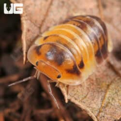 Amber Panda Isopods (Cubaris sp “Amber”) For Sale - Underground Reptiles