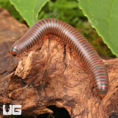 American Giant Millipede (Narceus americanus) For Sale - Underground Reptiles