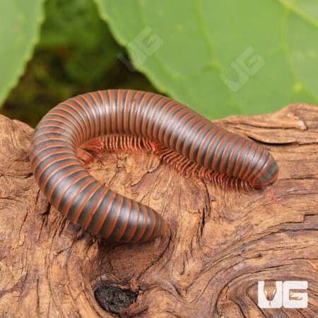 American Giant Millipede (Narceus americanus) For Sale - Underground Reptiles