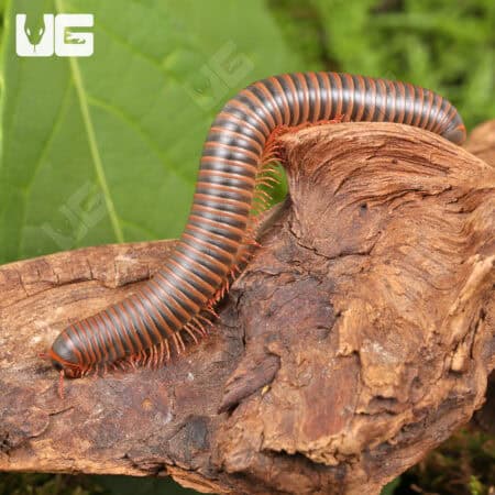 American Giant Millipede (Narceus americanus) For Sale - Underground Reptiles