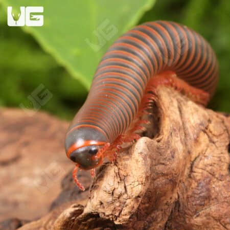 American Giant Millipede (Narceus americanus) For Sale - Underground Reptiles