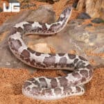 Anery Kenyan Sand Boas For Sale - Underground Reptiles