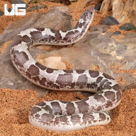 Anery Kenyan Sand Boas For Sale - Underground Reptiles