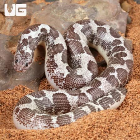 Anery Kenyan Sand Boas For Sale - Underground Reptiles