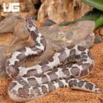Anery Kenyan Sand Boas For Sale - Underground Reptiles