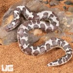 Anery Kenyan Sand Boas For Sale - Underground Reptiles