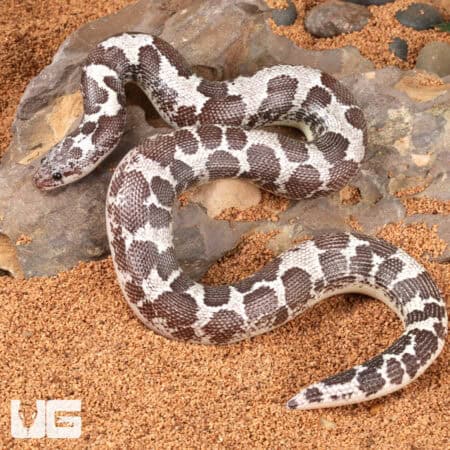Anery Kenyan Sand Boas For Sale - Underground Reptiles