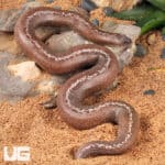 Anery Striped Kenyan Sand Boas For Sale - Underground Reptiles