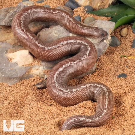 Anery Striped Kenyan Sand Boas For Sale - Underground Reptiles