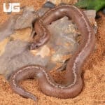 Anery Striped Kenyan Sand Boas For Sale - Underground Reptiles