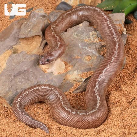 Anery Striped Kenyan Sand Boas For Sale - Underground Reptiles
